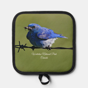 Male Western Bluebird With Bugs  Pot Holder