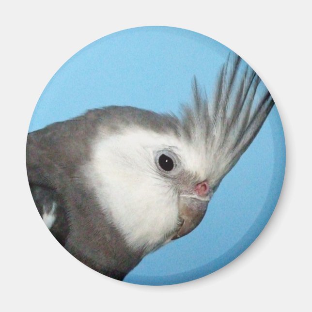 Male Whiteface Cockatiel Magnet (Front)
