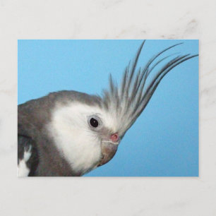 Male Whiteface Cockatiel Postcard