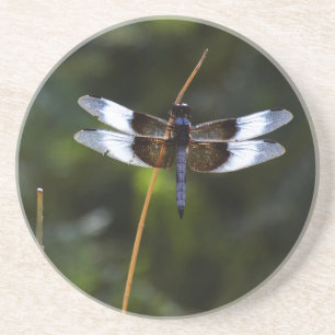 Male Widow Skimmer Dragonfly Coaster