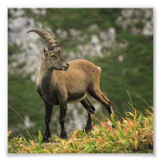 Male wild alpine, capra ibex, or steinbock photo print