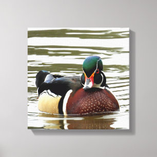 MALE WOOD DUCK CANVAS PRINT