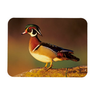 Male wood duck, Illinois Magnet