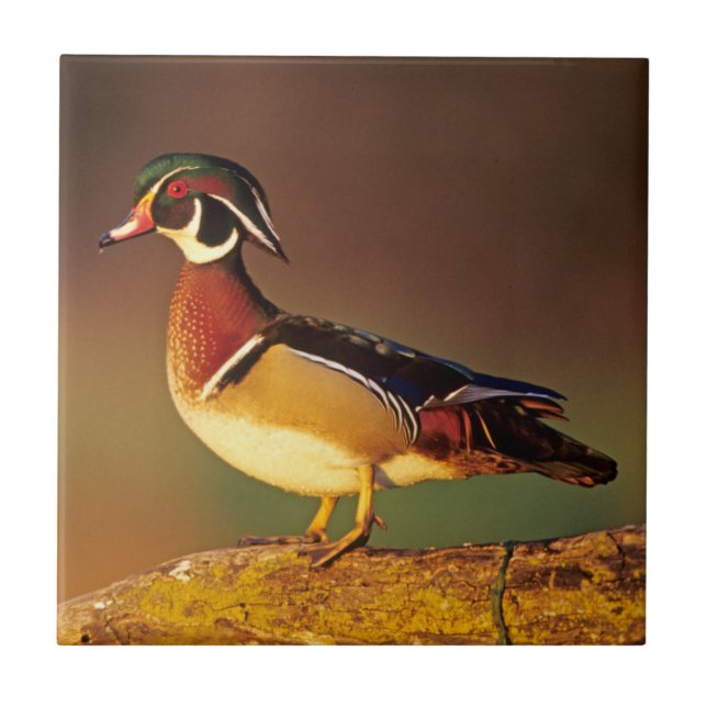 Male wood duck, Illinois Tile (Front)