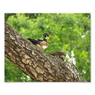 Male Wood Duck on Branch outside Nest Photo Print