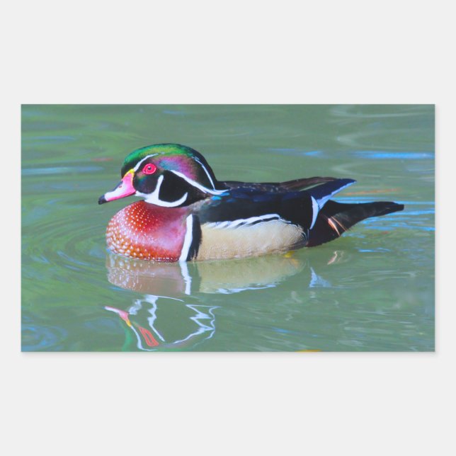 Male Wood Duck on pond Rectangular Sticker (Front)