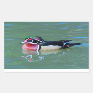 Male Wood Duck on pond Rectangular Sticker
