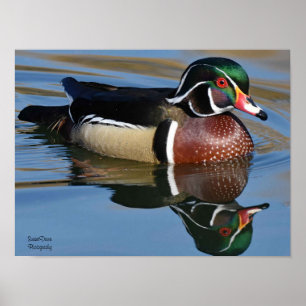 Male Wood Duck Reflection Throw Pillow Mouse Pad P Poster