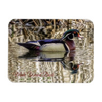 Male wood duck swimming in pond jigsaw puzzle