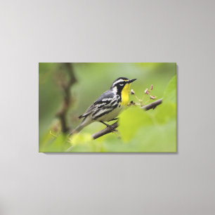 Male Yellow-throated Warbler, Dendroica Canvas Print