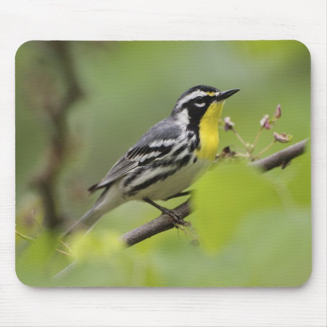 Male Yellow-throated Warbler, Dendroica Mouse Pad (Front)