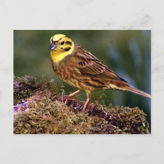 Male yellowhammer postcard (Front)