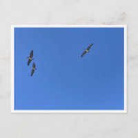 Malibu Birds in Flight – Wildlife Photography