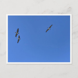 Malibu Birds in Flight – Wildlife Photography Postcard