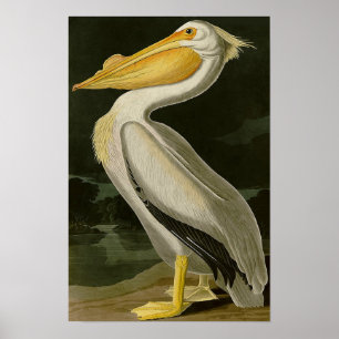 Malibu Life Design Series Pelican Poster