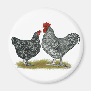 Maline Chickens Magnet