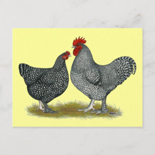 Maline Chickens Postcard
