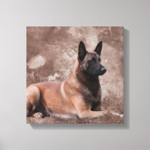 Malinois Belgian shepherd - Mechelaar Canvas Print