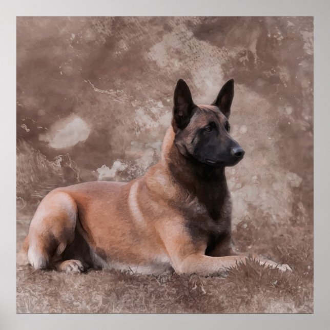 Malinois  Belgian shepherd - Mechelaar Poster (Front)
