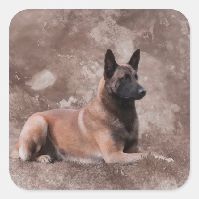 Malinois  Belgian shepherd - Mechelaar Square Sticker (Front)
