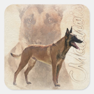 Malinois  - Belgian shepherd - Mechelaar Square Sticker