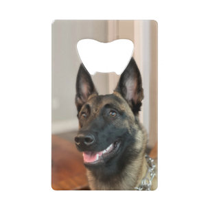 Malinois Dog