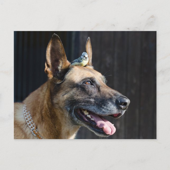 Malinois ( Hund)  mit Blaumeise Postcard (Front)