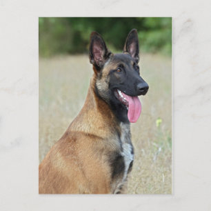 malinois postcard