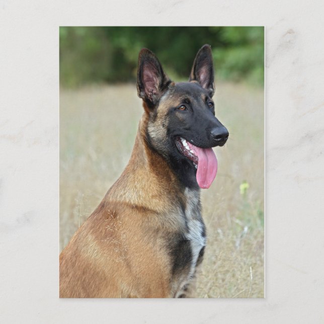 malinois postcard (Front)