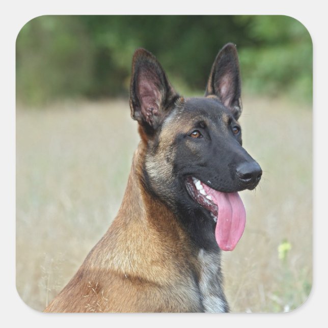 malinois square sticker (Front)