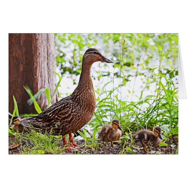 Mallard and Ducklings by Shirley Taylor (Front Horizontal)