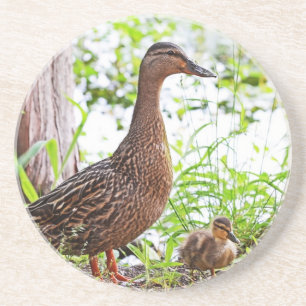 Mallard and Ducklings by Shirley Taylor Coaster