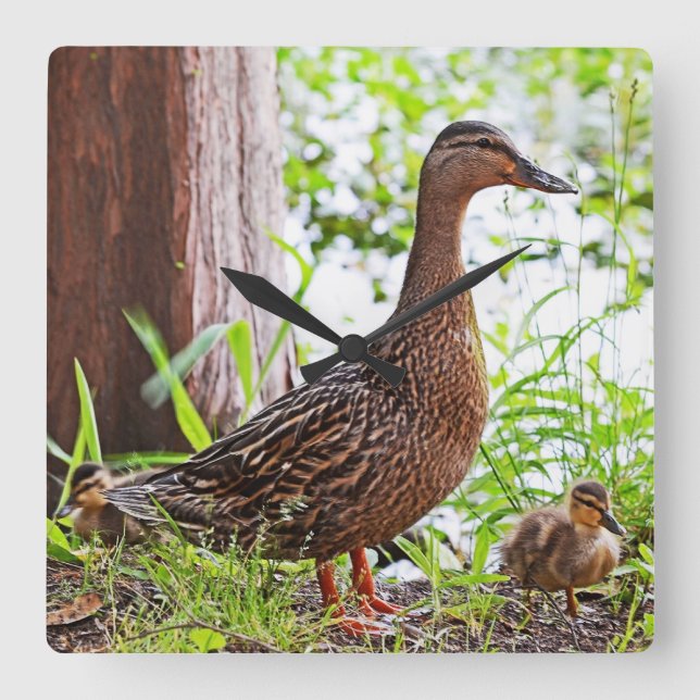 Mallard and Ducklings by Shirley Taylor Square Wall Clock (Front)