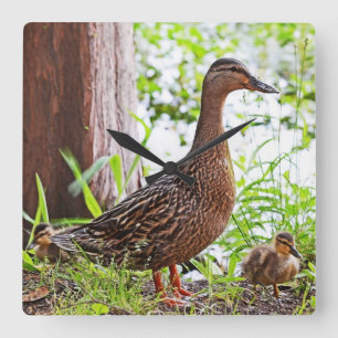 Mallard and Ducklings by Shirley Taylor Square Wall Clock