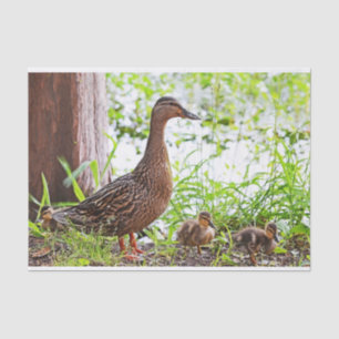 Mallard and Ducklings by Shirley Taylor Tissue Paper