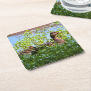 Mallard and Ducklings-Swimming by Shirley Taylor Square Paper Coaster