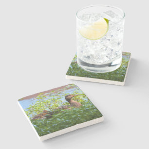 Mallard and Ducklings-Swimming by Shirley Taylor Stone Coaster
