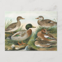 Mallard and Wigeon Vintage Bird Illustration