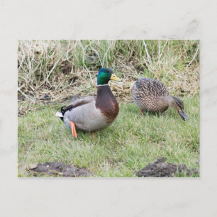 Mallard Couple Postcard