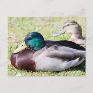 Mallard Couple Postcard