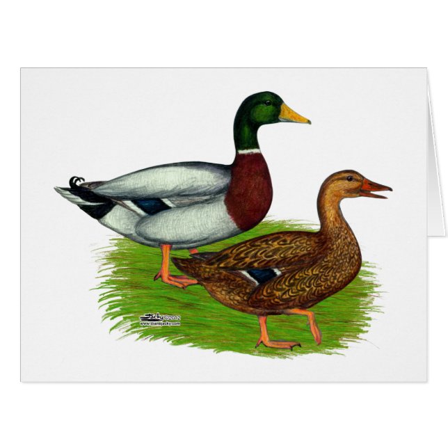 Mallard Drake and Duck (Front Horizontal)
