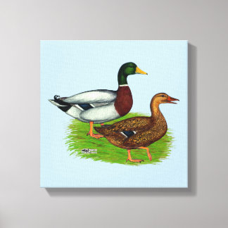 Mallard Drake and Duck Canvas Print