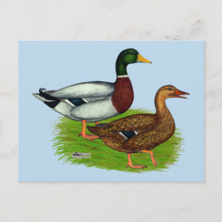 Mallard Drake and Duck Postcard