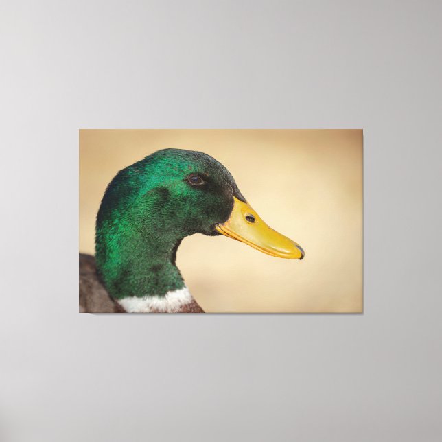 Mallard Drake Canvas Print (Front)
