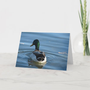 Mallard Drake Card