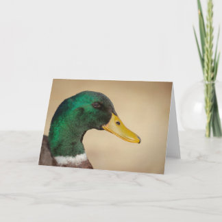 Mallard Drake Greeting Card