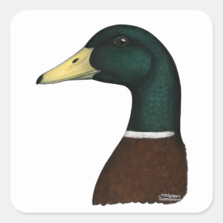 Mallard Drake Head Square Sticker