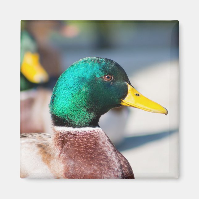 Mallard Drake Magnet (Front)