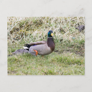 Mallard Drake Postcard