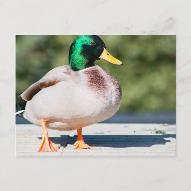Mallard Drake Postcard (Front)